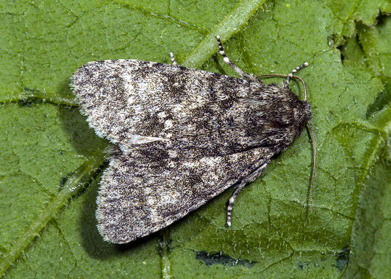 Noctuidae